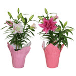 6" Roselily Assorted 2ppp - F3717