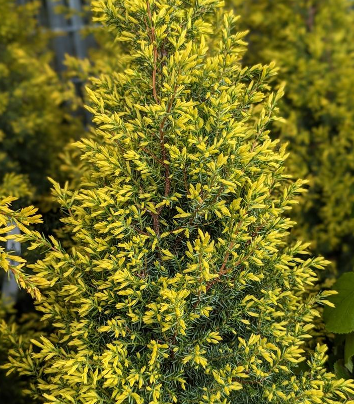 3G Juniperus Communis 'Gold Cone' - Juniper - 1003806