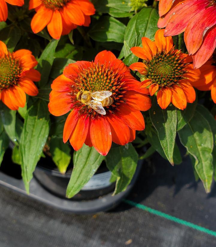 1G Echinacea Sombrero 'Fiesta Orange' - Coneflower - 1013369