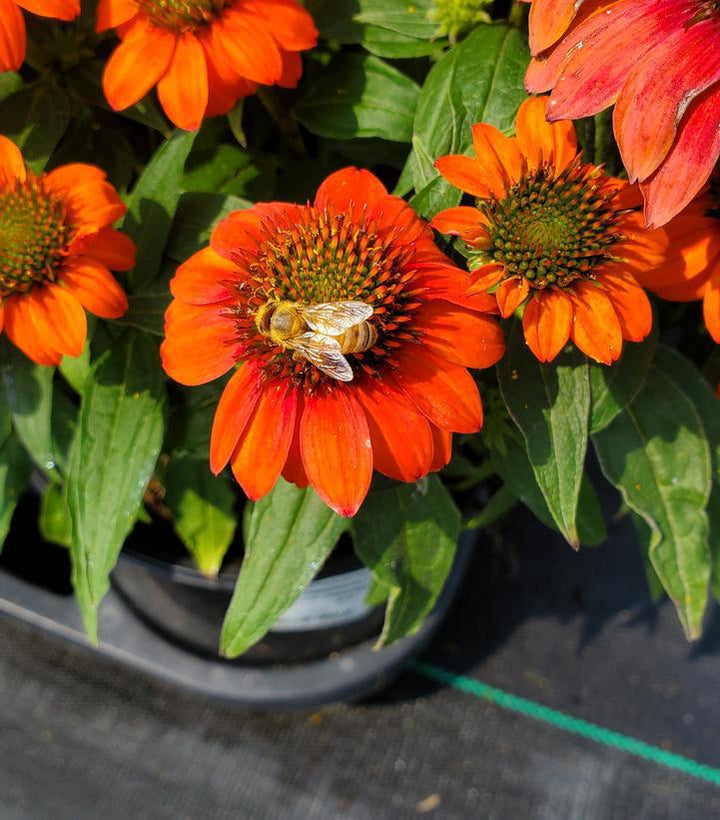 1G Echinacea Sombrero 'Fiesta Orange' - Coneflower - 1013369