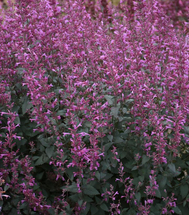 1G PW Agastache Meant to Bee 'Royal Raspberry' - Hummingbird Mint, Anise Hyssops - 1015273