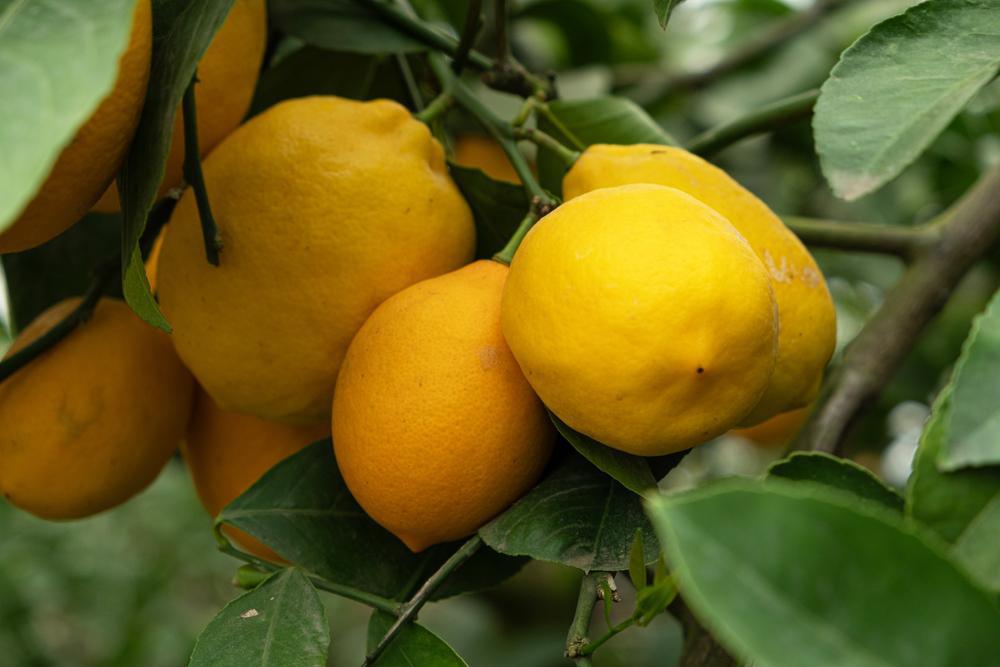 10" Meyer Lemon Tree