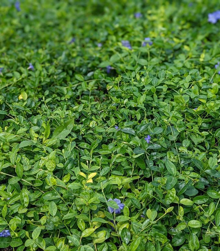 1G Vinca minor 'Bowles' Bowles Periwinkle 1002490