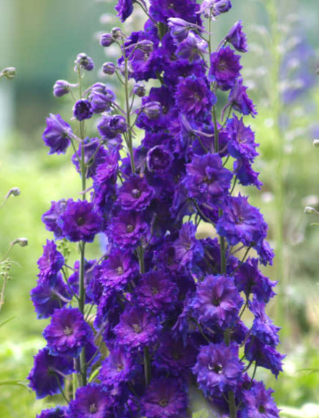 Delphinium New Zealand 'Pagan Purple'