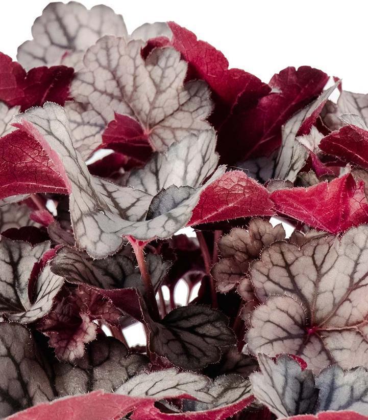8" Heuchera 'Spice Curls' - Coral Bells - 1021896