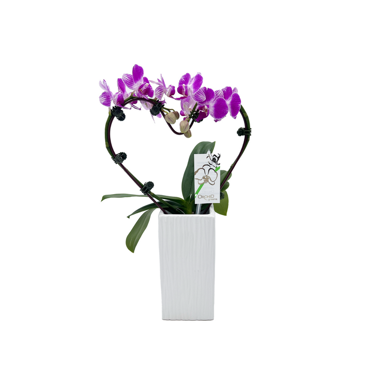 3.5" Orchid Phalaenopsis - Heart Shape w/ Ceramic Pot - T2982