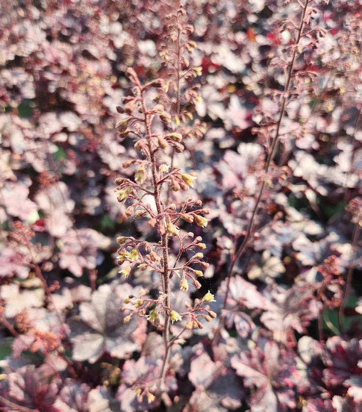 1G Heuchera Midnight Rose - Coralbells - 1015322