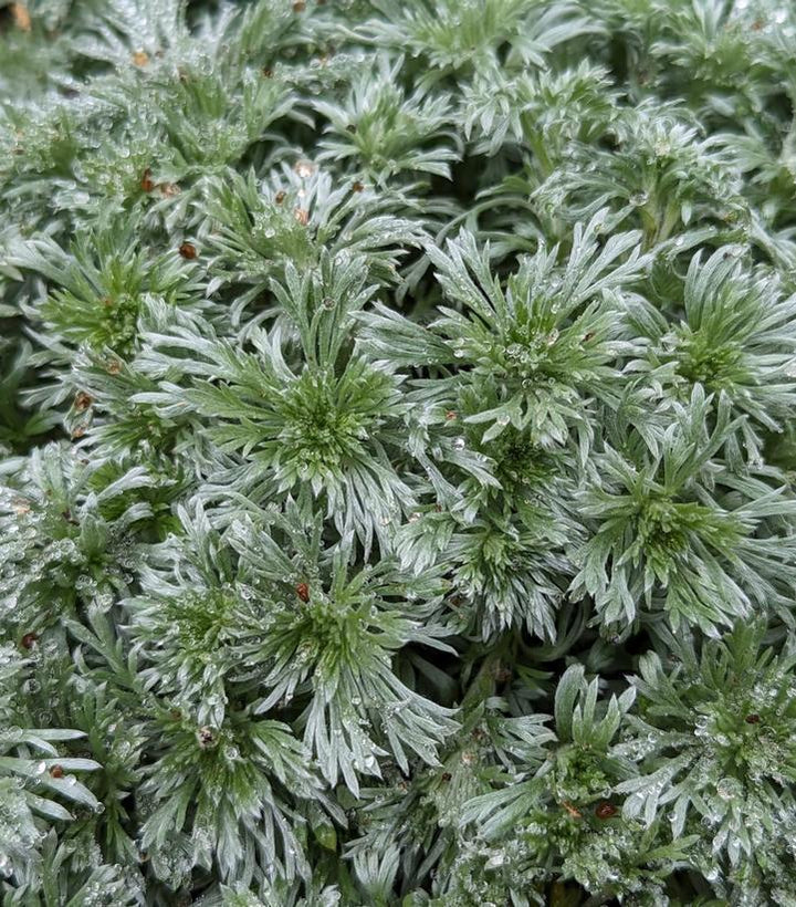 2G Artemisia Schmidtiana 'Silvermound' - Wormwood - 1000898