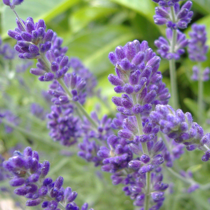 Phenomenal® Lavender, Lavadin