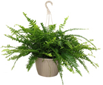 10" HB Boston Fern Hanging Basket - T0489 VT5006