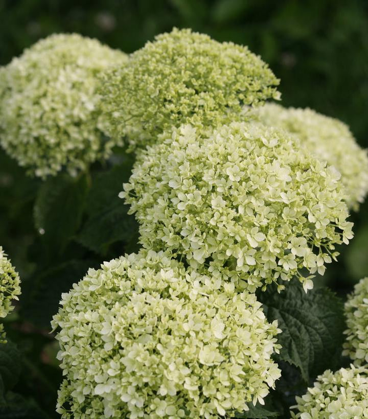 3G Hydrangea Arborescens Invincibelle 'Limetta' - 1009196
