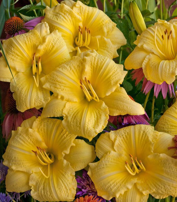 1G Hemerocallis Rainbow Rhythm 'Going Bananas' - Daylily - 1005356