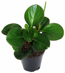 3.5" Peperomia Red Edge Green - G5740