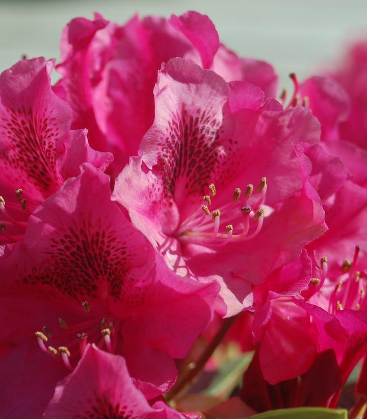 3G Rhododendron cat. 'Nova Zembla' Nova Zembla Rhododendron (Evergreen) 1000100