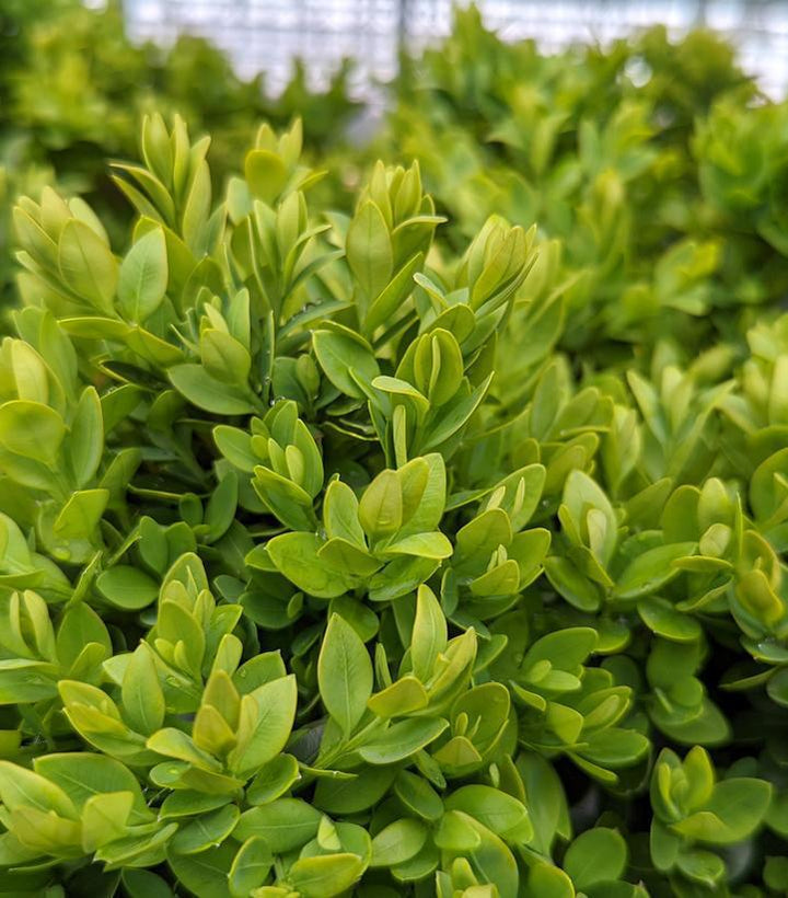 3G Buxus microphylla var. japonica 'Green Velvet' Green Velvet Boxwood1000419