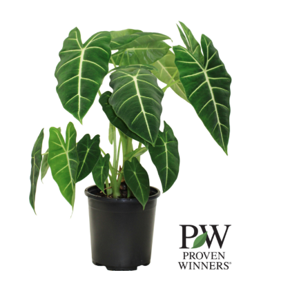 17cm PW Alocasia Frydek - G0726