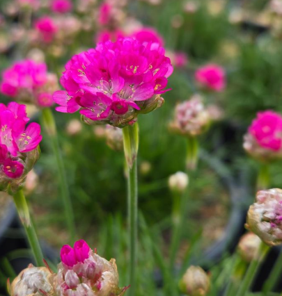 1G Armeria Maritima 'Morning Star Deep Rose' - Sea Thrift - 1014945