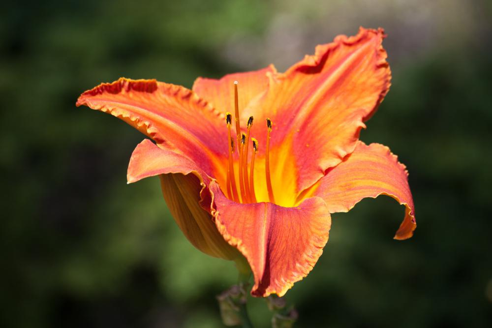 2G Hemerocallis 'Alabama Jubilee' Alabama Jubilee Daylily