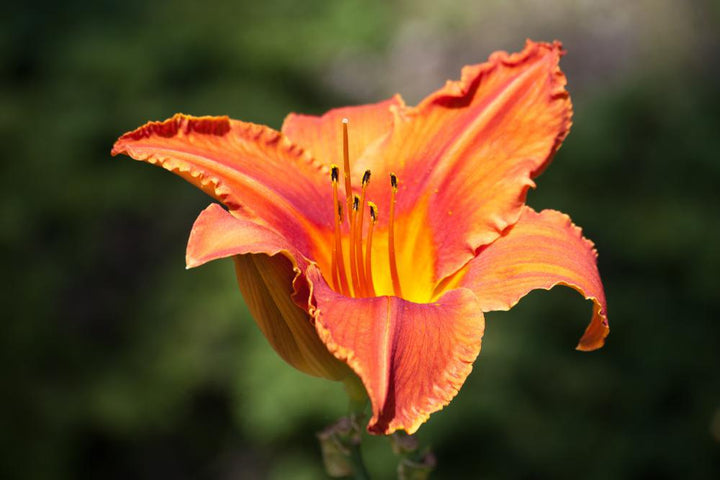 2G Hemerocallis 'Alabama Jubilee' Alabama Jubilee Daylily