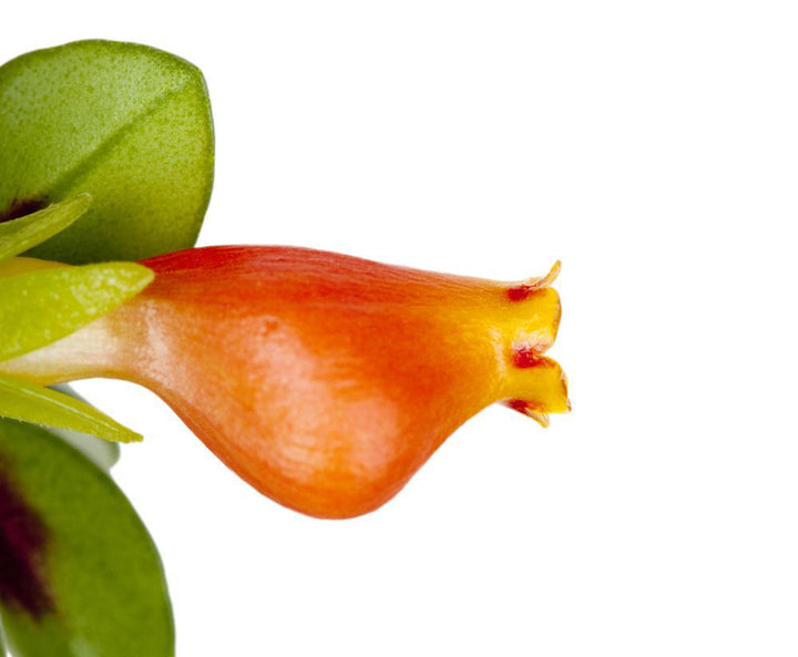 6" HB Goldfish Nervosus Hanging Basket - T0410 - G0407