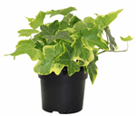 3.5" Ivy English Variegated - G3678