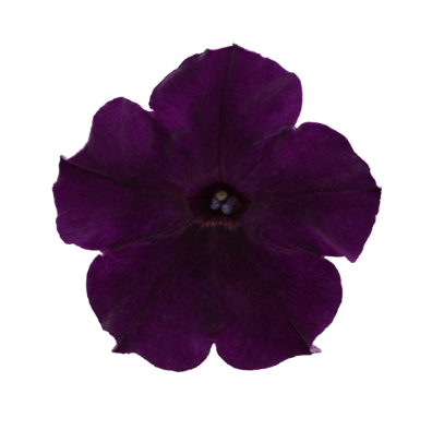 4.5" Petunia Wave (Pink Pot)