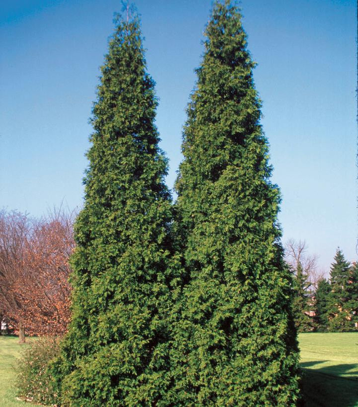 3G Thuja Plicata 'Spring Grove' - Western Arborvitae - 1014153