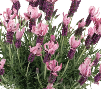 4" Herb - Lavandula - LaDiva - Berry Rosey