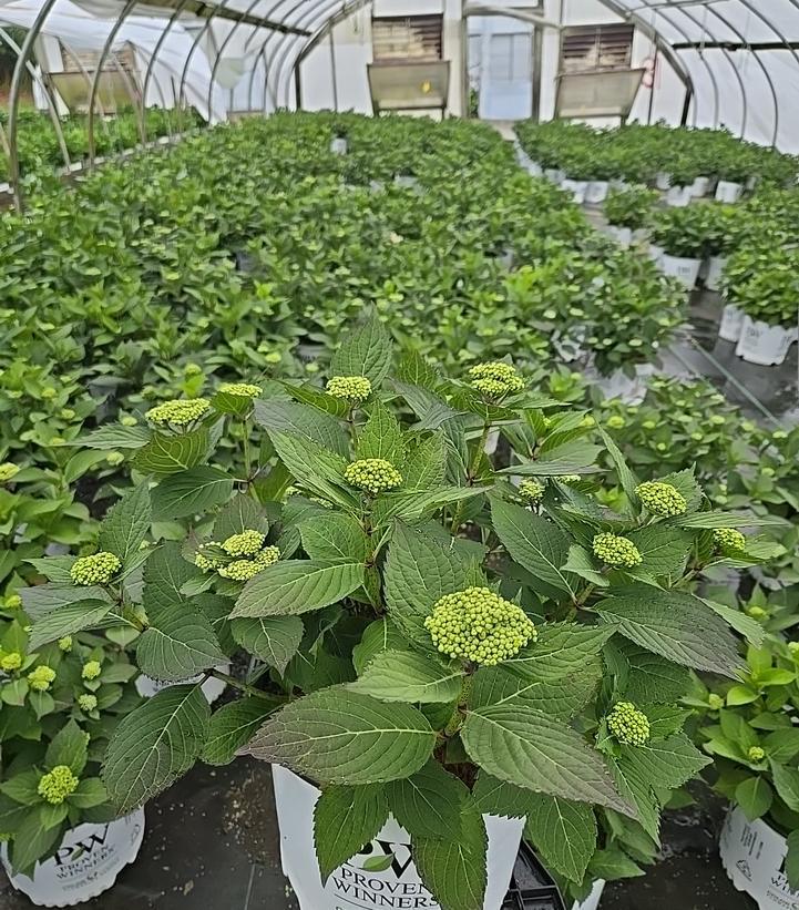 3G PW Hydrangea Macrophylla Serrata Let's Dance 'Can Do' - 1012698