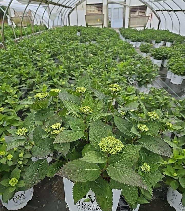 3G PW Hydrangea Macrophylla Serrata Let's Dance 'Can Do' - 1012698