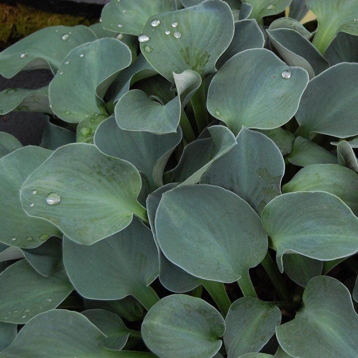 Blue Mouse Ears Hosta