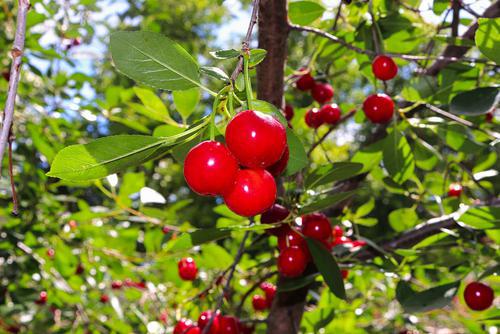 7G Prunus X 'Montmorency' - Cherry Tree Tart - 1002479