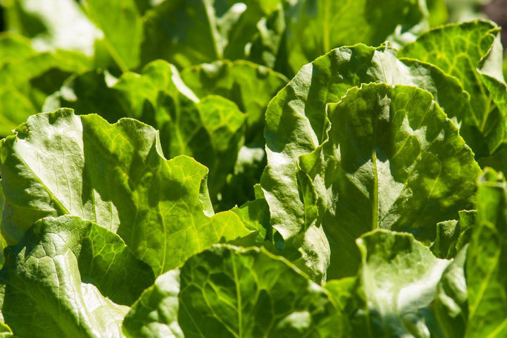 1G Lettuce 'Endless Summer' Mix Endless Summer Salad Greens Mix 1007711