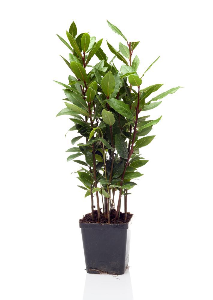 4" Herb - Bay Laurel