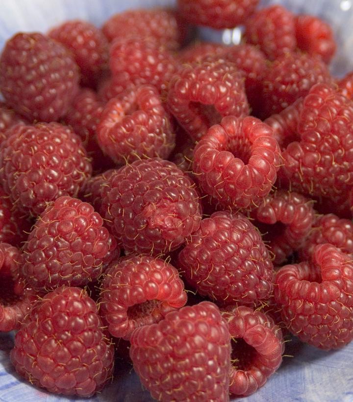 2G Rubus 'Heritage' Red Raspberry - 1000171