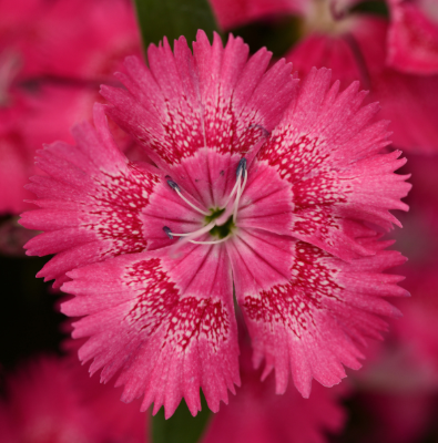 804 - 4 Pack Dianthus - Floral Lace True Rose