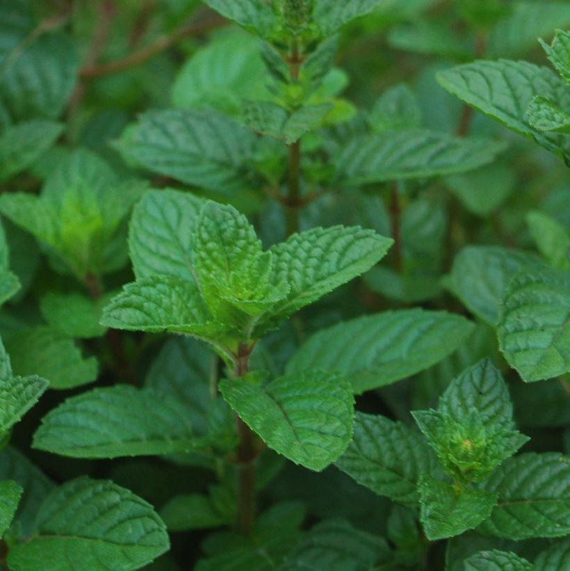 1G Mentha 'Berries & Cream' - Peppermint - 1005632