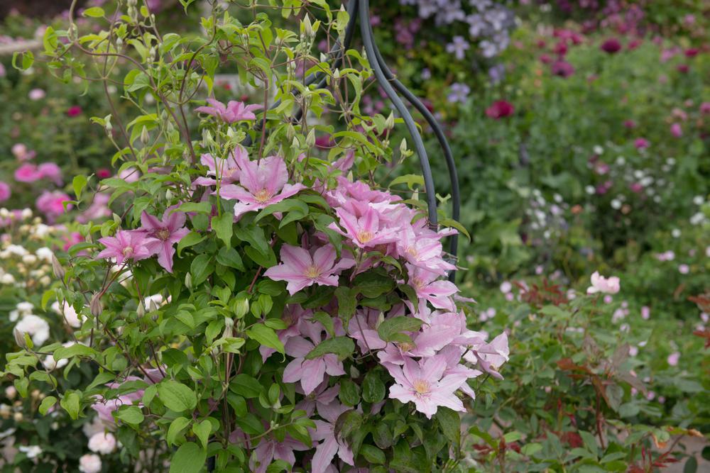8" Clematis 'Sally' - 1004921