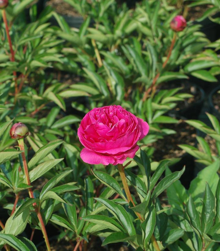 3G Paeonia lactiflora 'Kansas' Kansas Peony (Fucshia color) 1003372