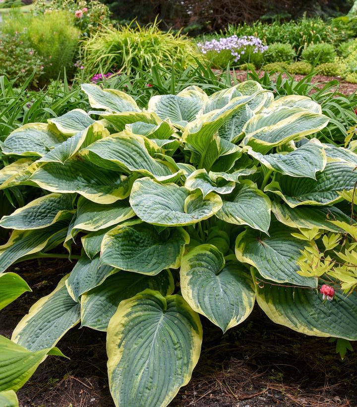1G Hosta Shadowland 'Gigantosaurus' - 1020613