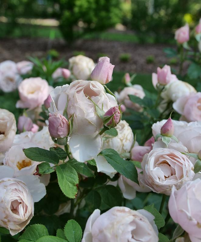 3G Rosa 'Pear'd' - Pink Edible Rose - 1029435