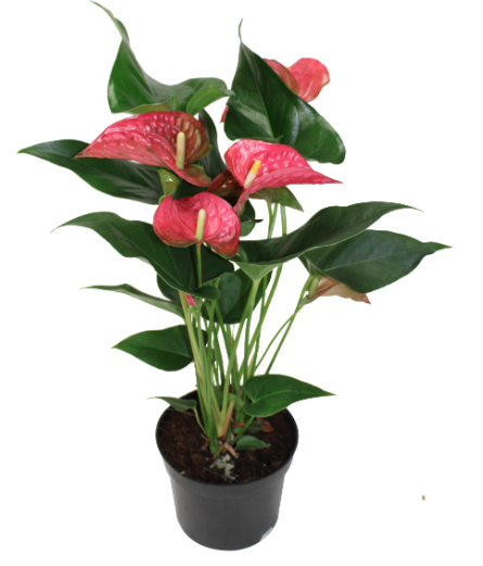 6" Anthurium Maine - T4378