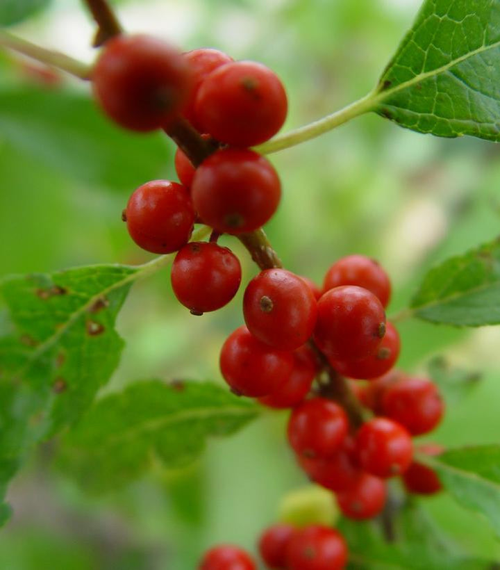 7G Ilex verticillata 'Winter Red' Winter Red Winterberry (F - Berries / Pollinator- Apollo & Southern Gentleman)
