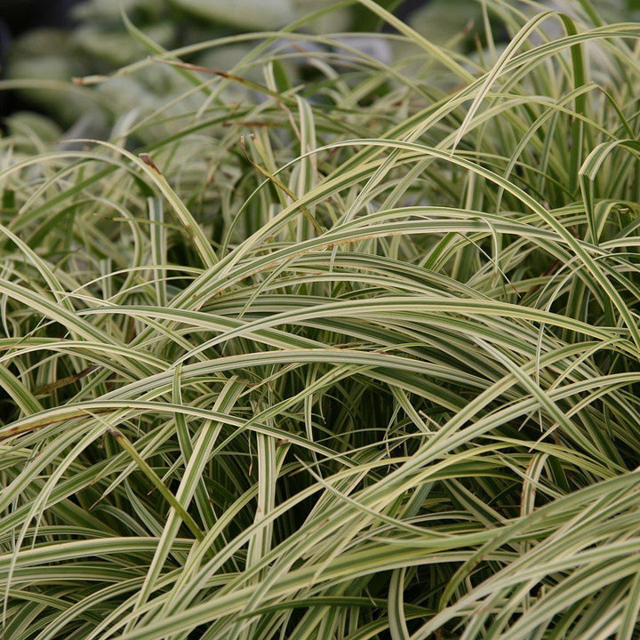Silver Septre Sedge