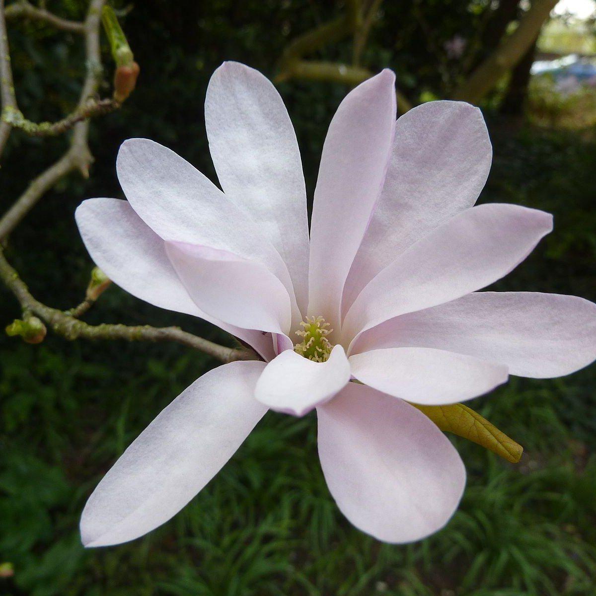 Leonard Messel Magnolia – Sunny Valley Farms
