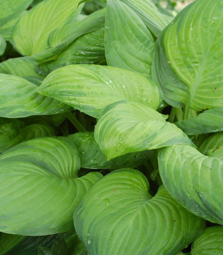 2G Hosta `Guacamole` - 1001959