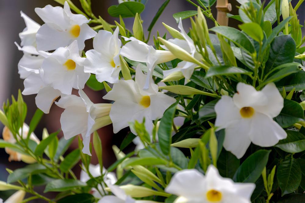 10" Mandevilla Trellis White