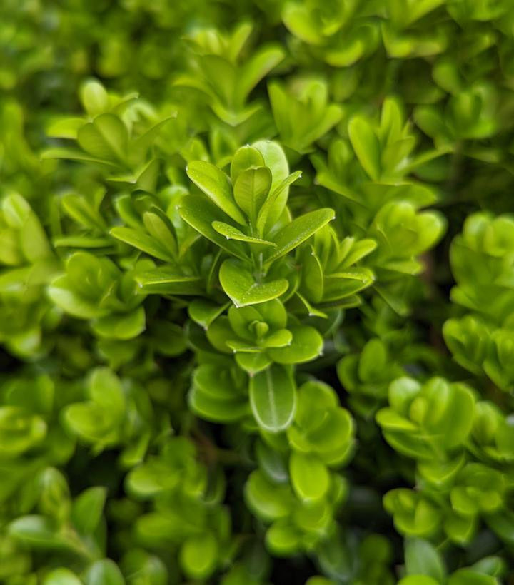 3G Buxus NewGen Independence Boxwood 1012976