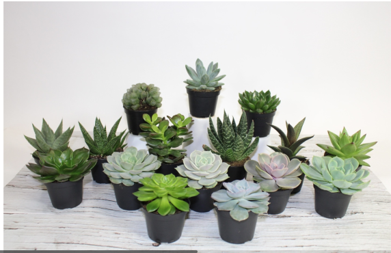 2.5" Succulent Assorted Bambino - G4631