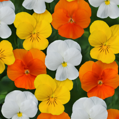 804 Viola - Sorbet Citrus Mix